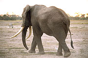 Picture 'KT1_10_20 Elephant, African Elephant, Kenya, Amboseli'